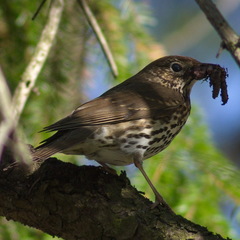 Turdus philomelos