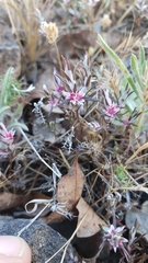 Polygonum bidwelliae