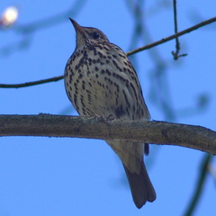 Turdus philomelos