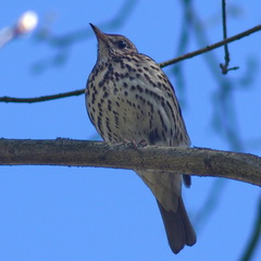 Turdus philomelos