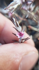 Polygonum bidwelliae