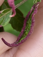 Phyllocoptes wisconsinensis