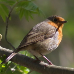 Erithacus rubecula