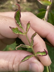 Phyllocoptes wisconsinensis