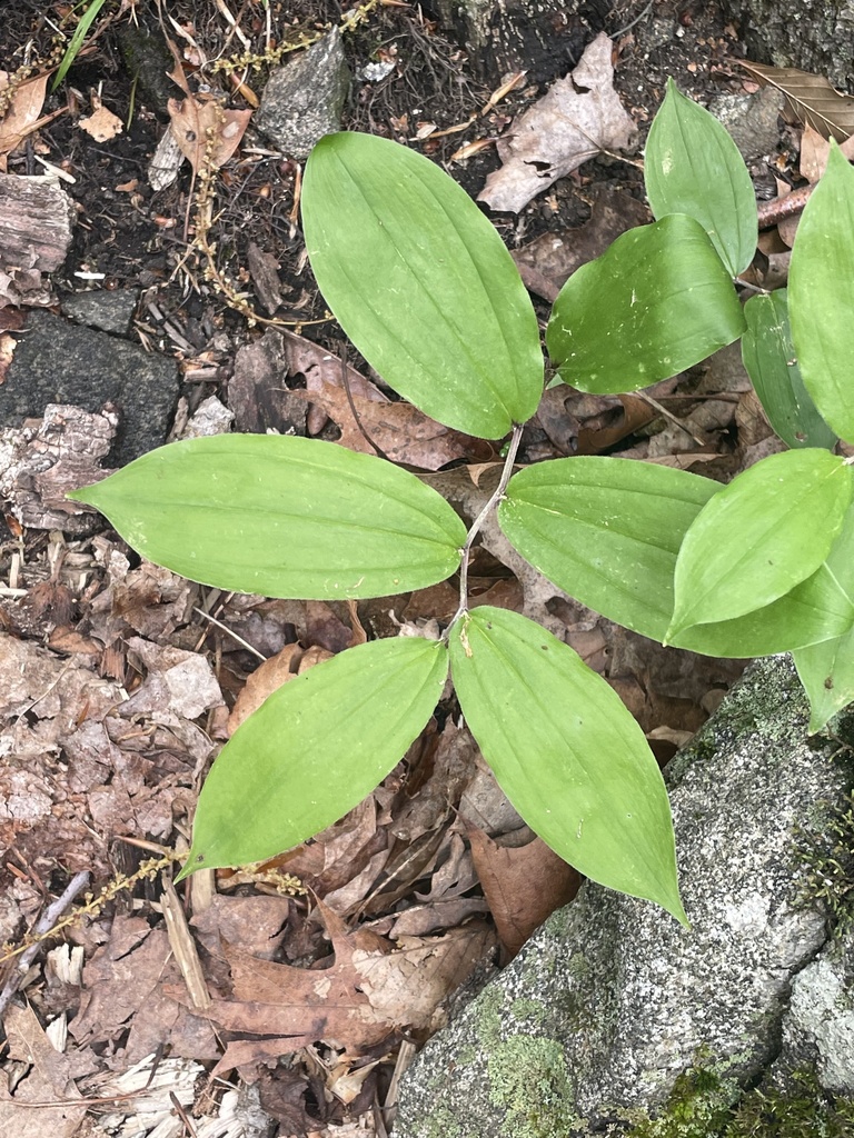 Maianthemum racemosum, Apshawa Preserve, West Milford, NJ, US