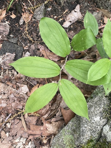 Solomon's plume (Maianthemum racemosum)