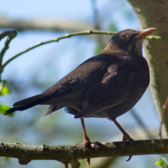 Turdus merula