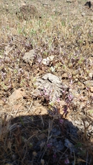 Polygonum bidwelliae
