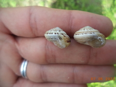 Xerosecta