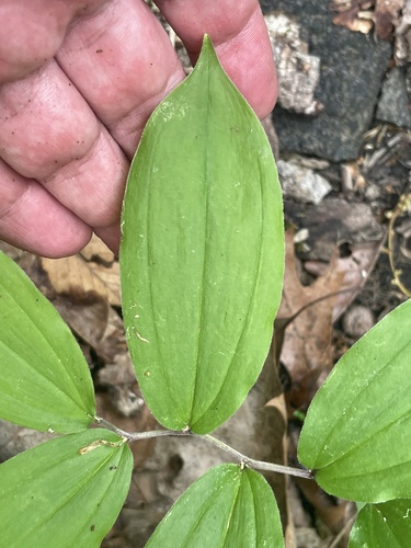 Maianthemum racemosum