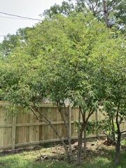 Phyllocoptes wisconsinensis