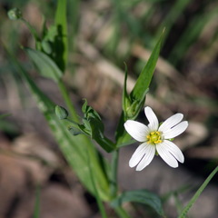 Rabelera holostea