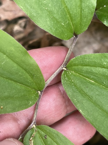 Maianthemum racemosum