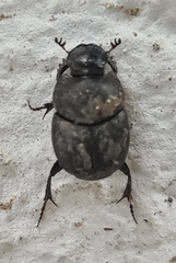 Onthophagus taurus