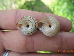 Xerosecta