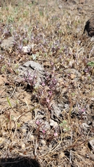 Polygonum bidwelliae