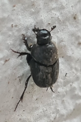 Onthophagus taurus