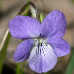Viola