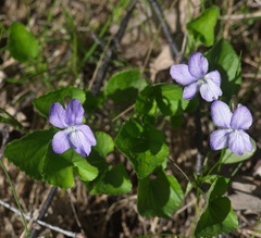 Viola