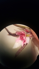 Polygonum bidwelliae