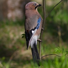 Garrulus glandarius