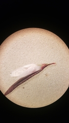 Polygonum bidwelliae