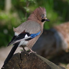 Garrulus glandarius
