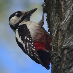 Dendrocopos major