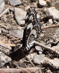 Limenitis weidemeyerii nevadae