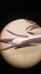 Polygonum bidwelliae