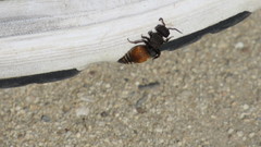 Pseudomethoca brazoria