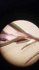 Polygonum bidwelliae