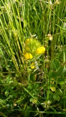 Castilleja lacera