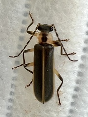 Podabrus basillaris