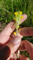 Castilleja lacera