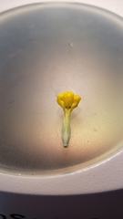 Castilleja lacera