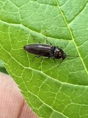 Melanotus americanus