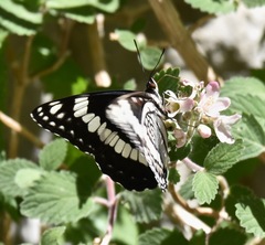 Limenitis weidemeyerii nevadae