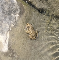 Pelophylax kurtmuelleri