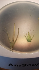 Castilleja lacera