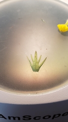 Castilleja lacera