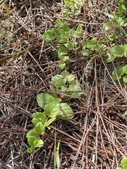 Clinopodium douglasii
