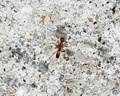 Dorymyrmex bureni