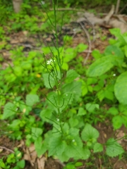 Alliaria petiolata