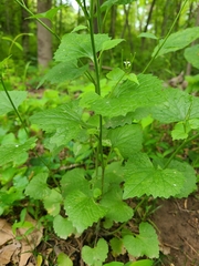 Alliaria petiolata