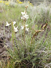Astragalus leibergii