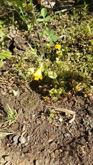 Erythranthe glaucescens