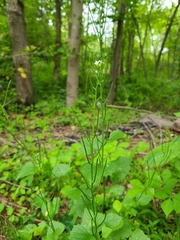 Alliaria petiolata