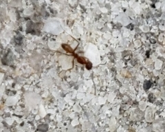 Dorymyrmex bureni