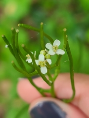Alliaria petiolata